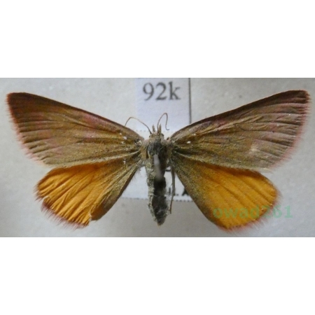 Lythria purpuraria (Linnaeus, 1758) Sudamek purpurek Slovakia92k